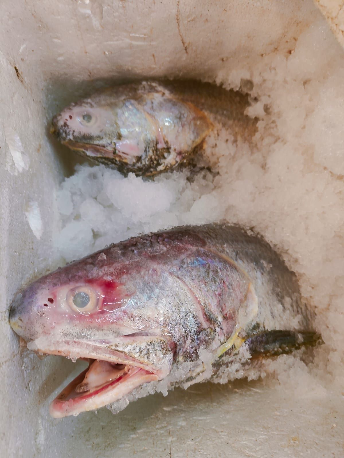 BALAI THREADFIN PORTION _4