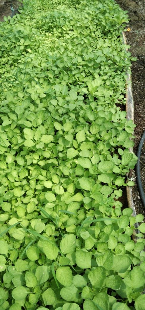 苋菜苗 baby bayam_0