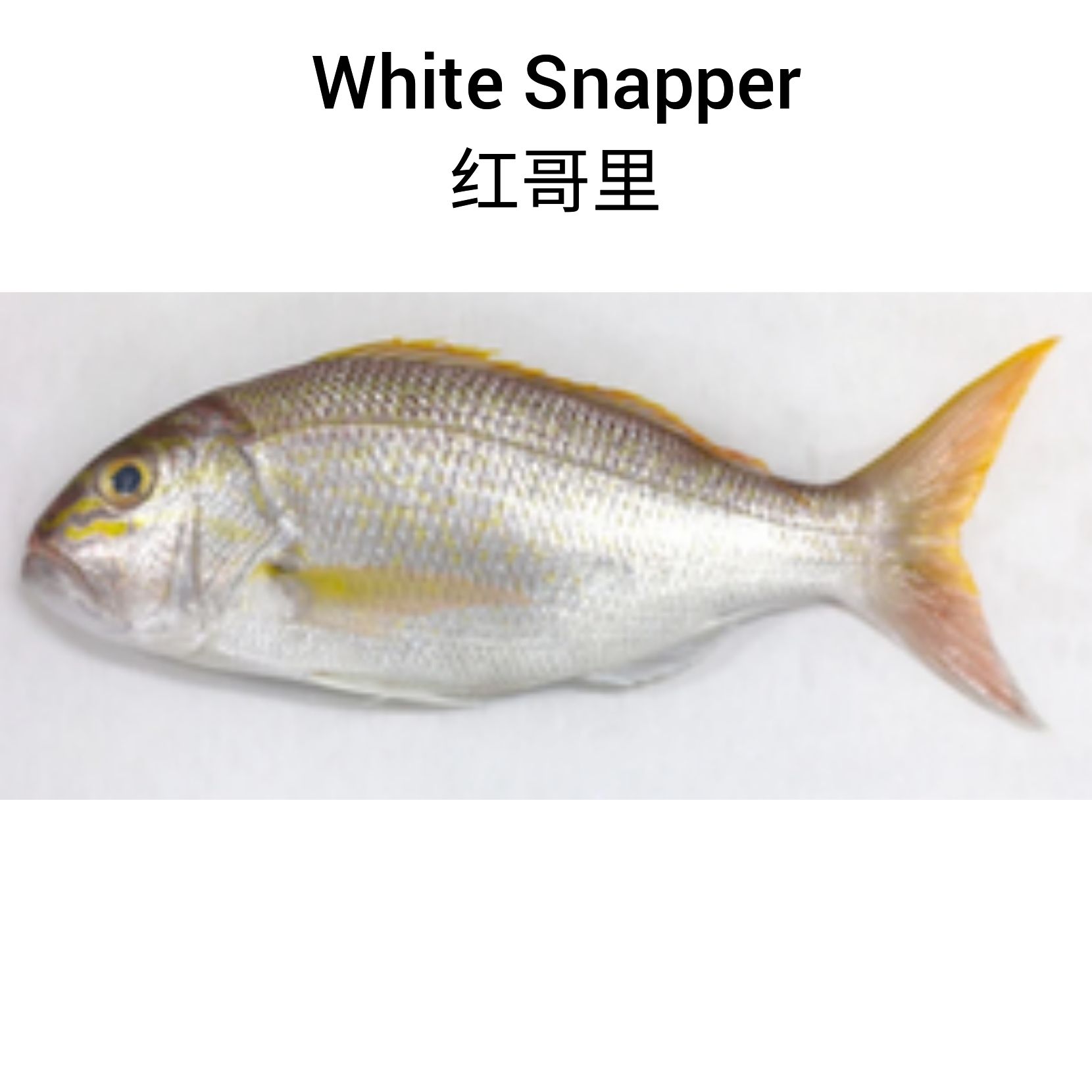 White Snapper 红哥里_0