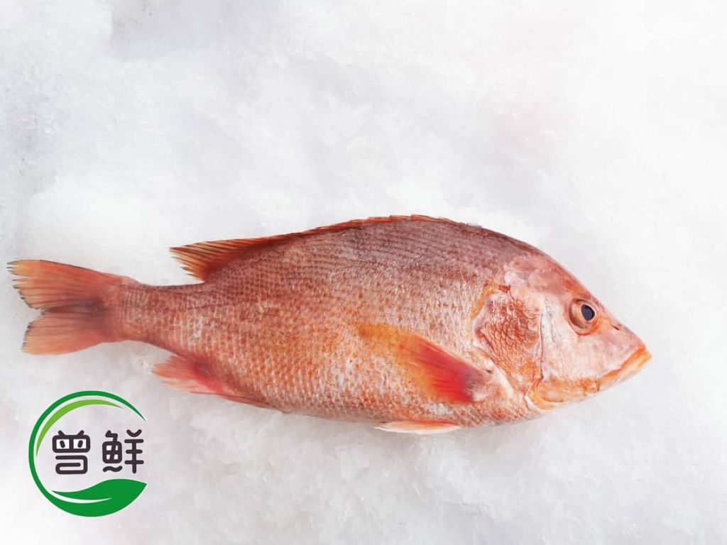 养殖红鸡鱼 farming Red Snapper_0