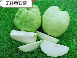 泰国无籽番石榴 Thailand Guava (No Seed) XL SZE (1pcs)_0