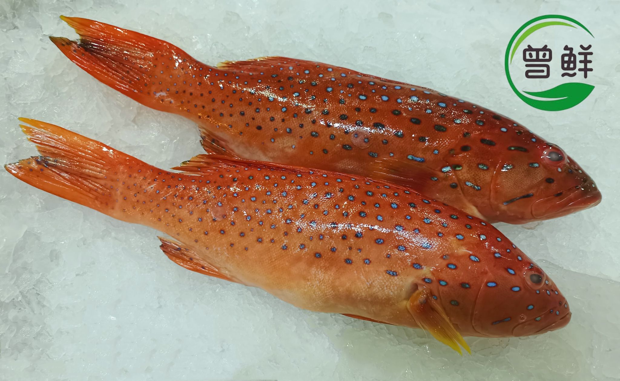 红斑 Red Grouper_0