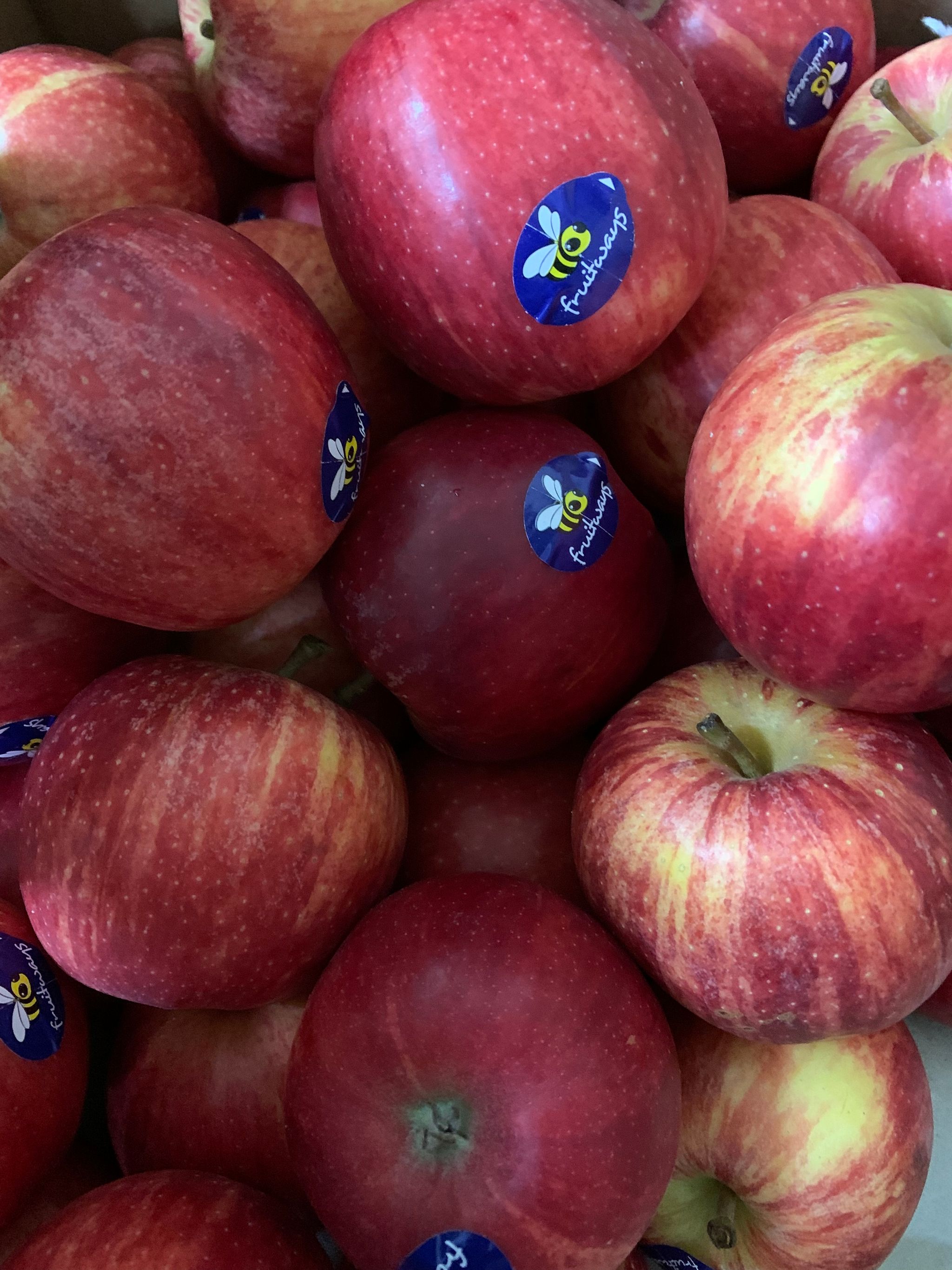 New Zealand Gala Apple 【姬娜萍果】Y.RI_0