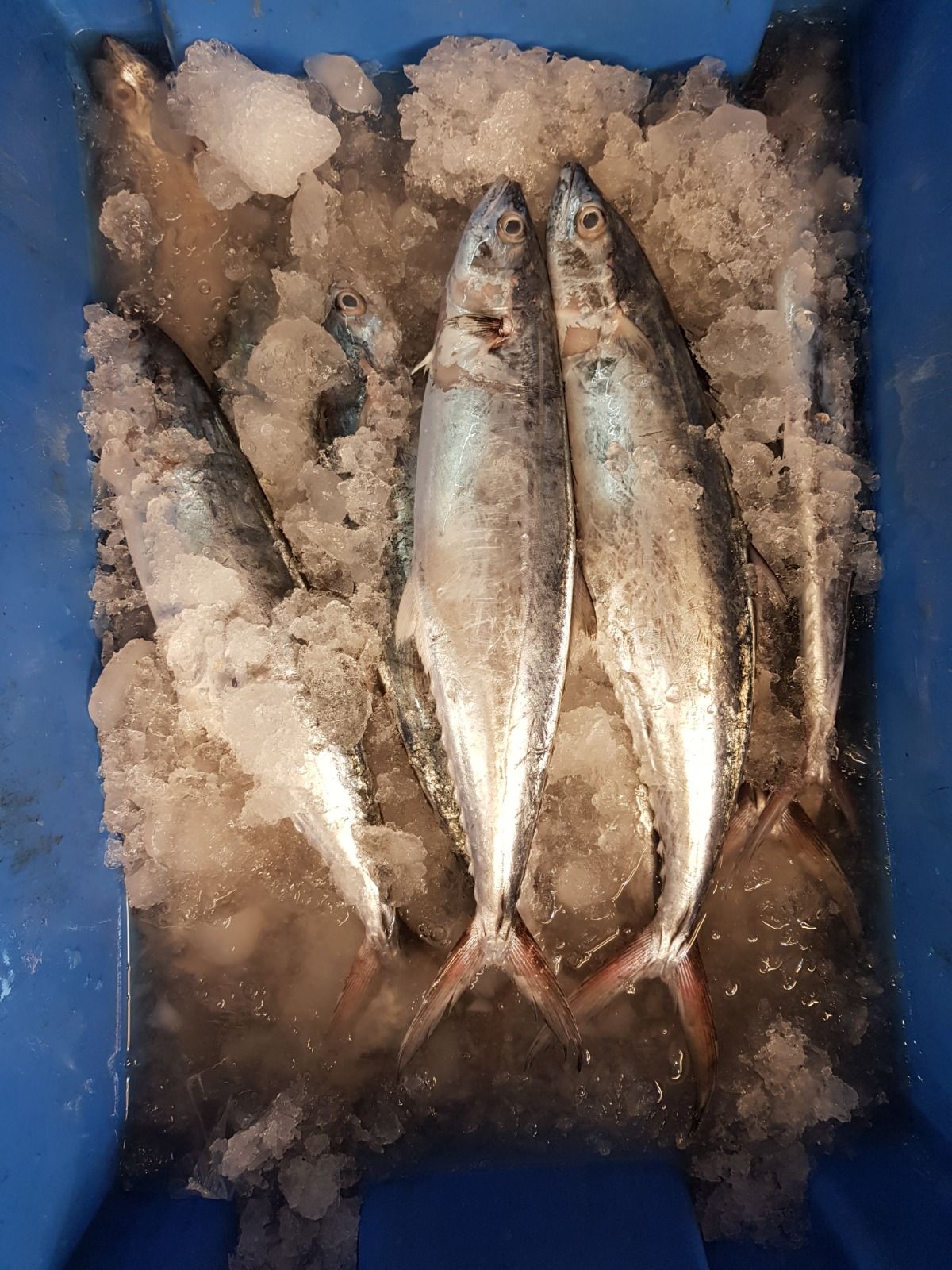 Spanish Mackerel 马交_0