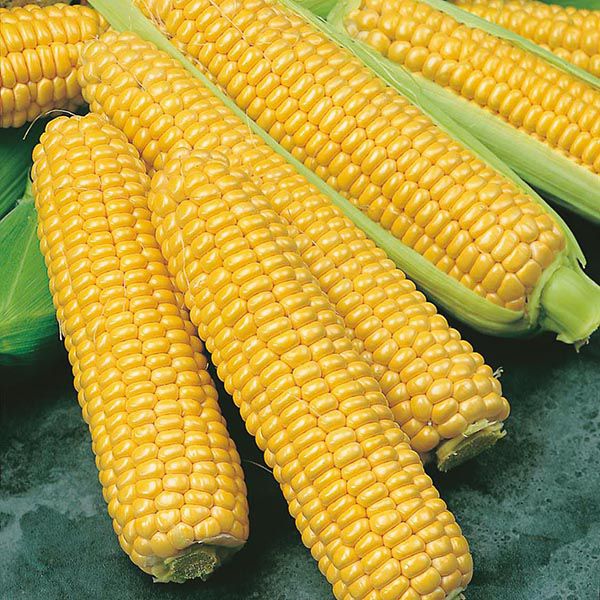 Sweet Corn - 甜玉米 2pcs _0