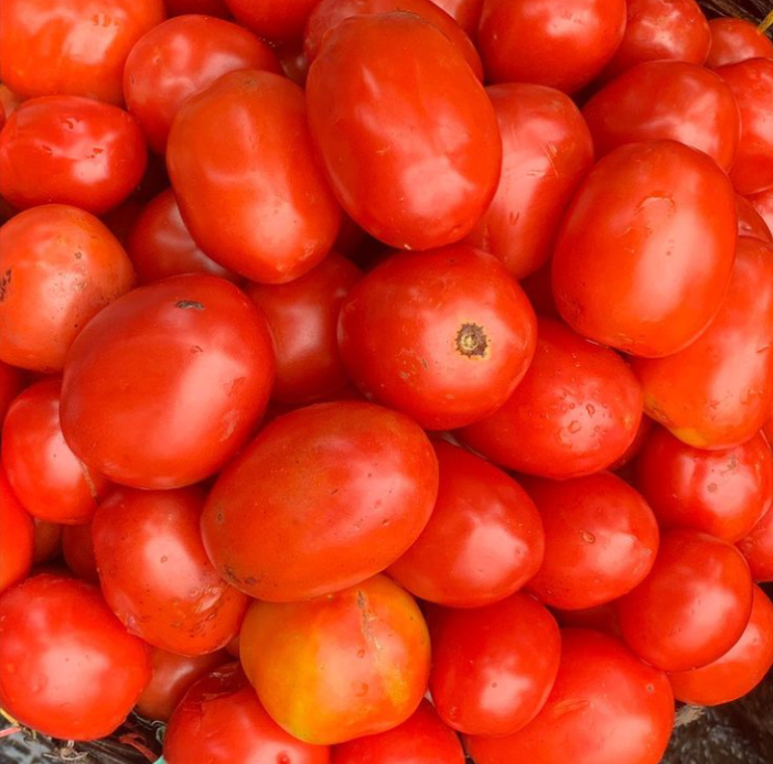 Fresh Hard Tomatoes_0