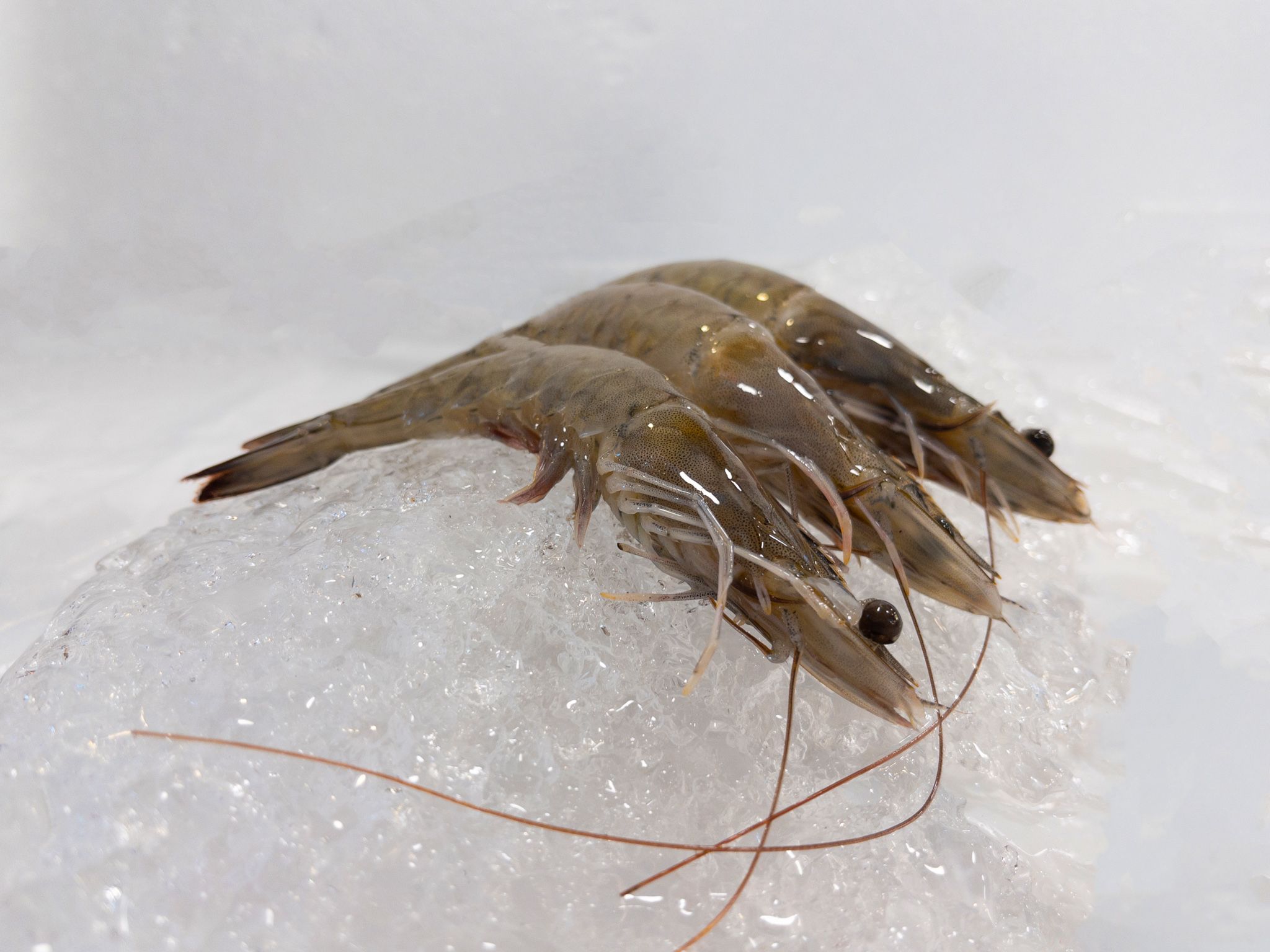 P02M Grey Prawns (M) _0