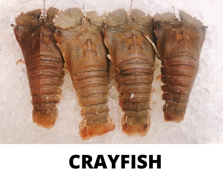 CRAYFISH_0