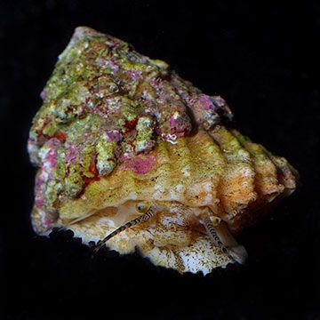 Astraea Conehead Snail_0