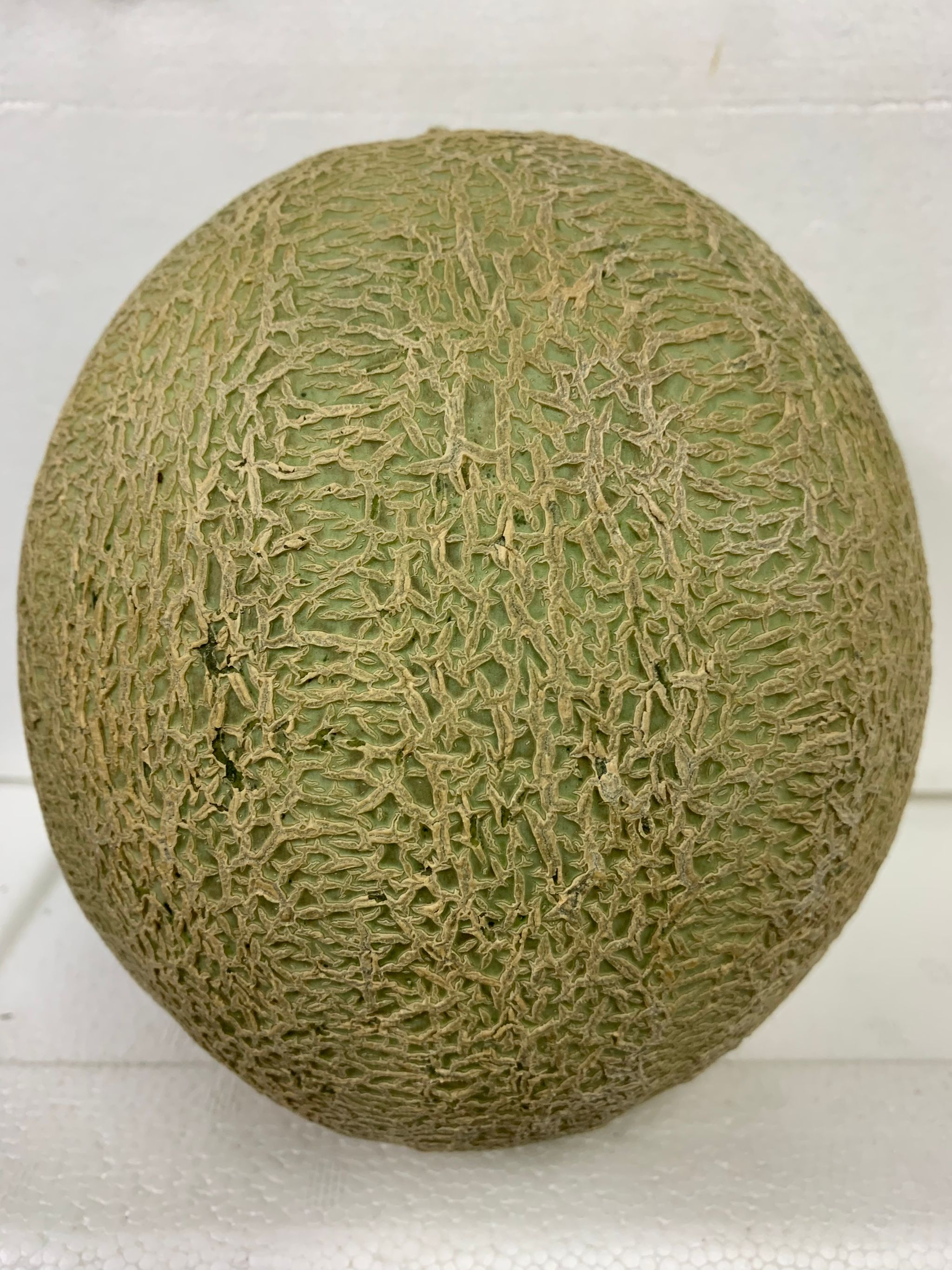 Rockmelon Orgin Australia O.Y_0