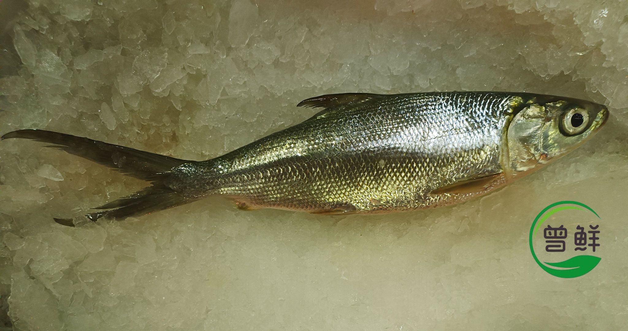牛奶鱼 Milk Fish_0