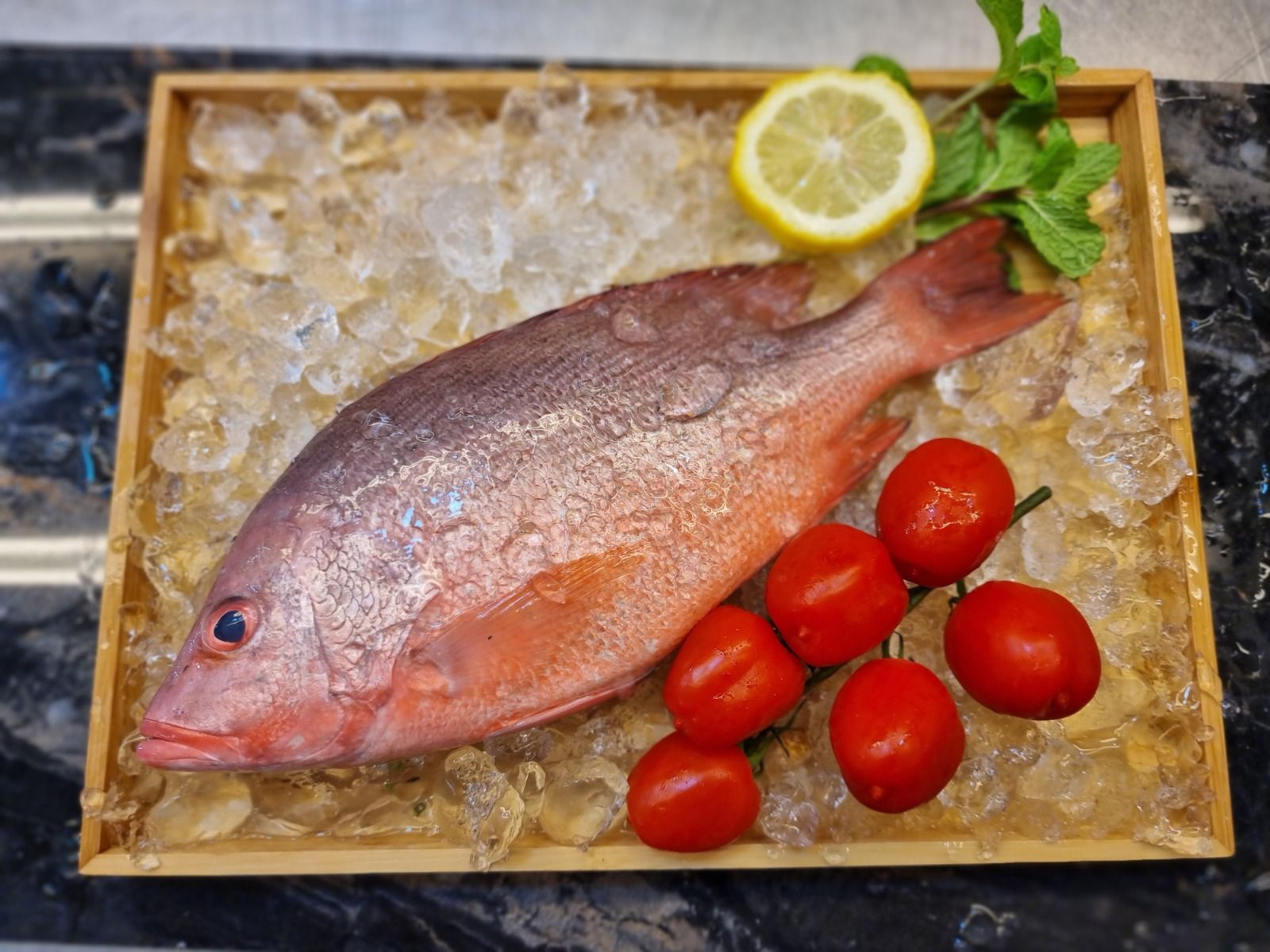 Red Snapper 春鸡_0