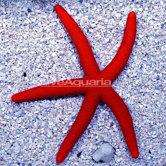 Orange Sea Star_0