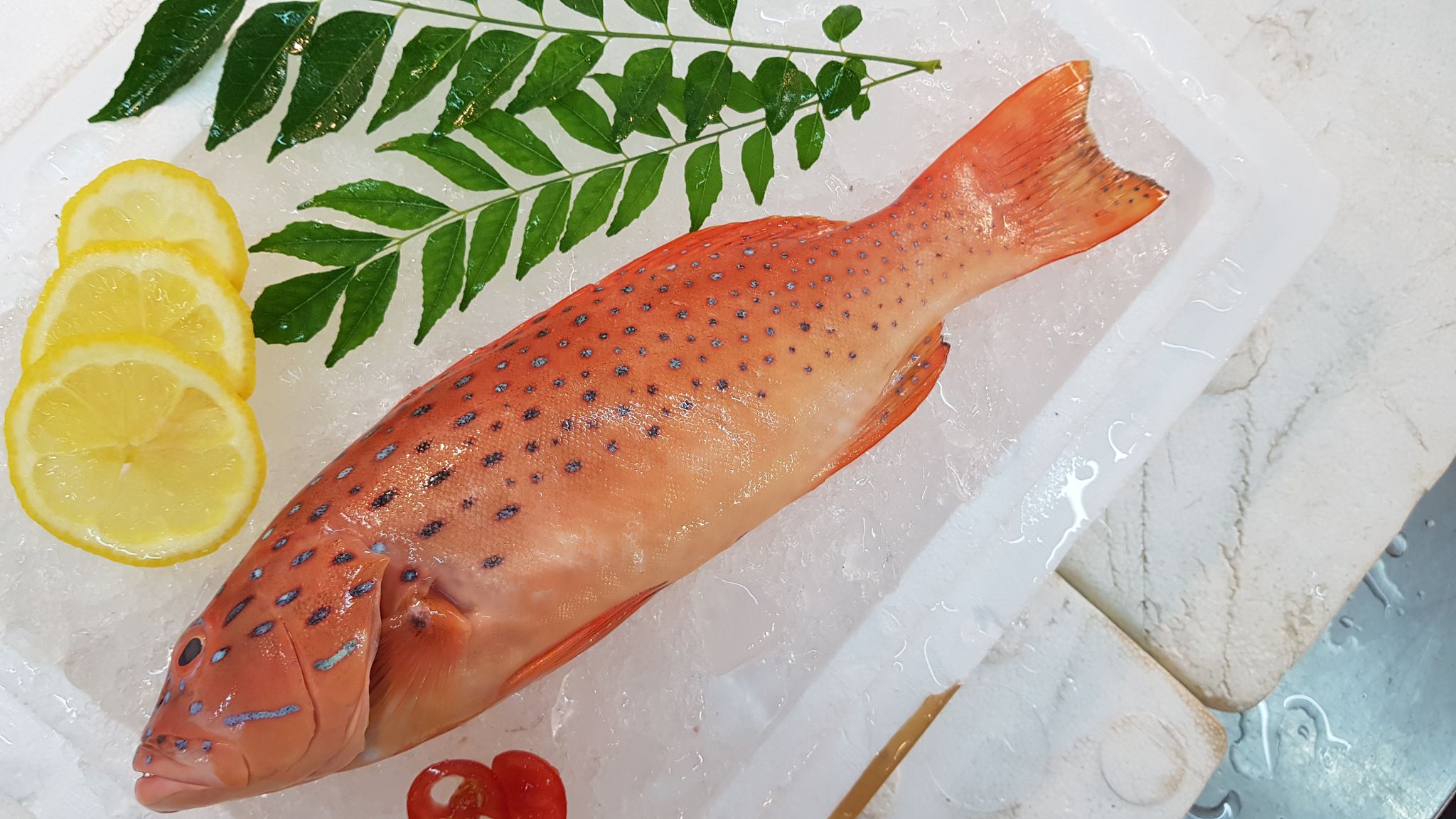 Small Leopard Coral Grouper 小七星斑 _0