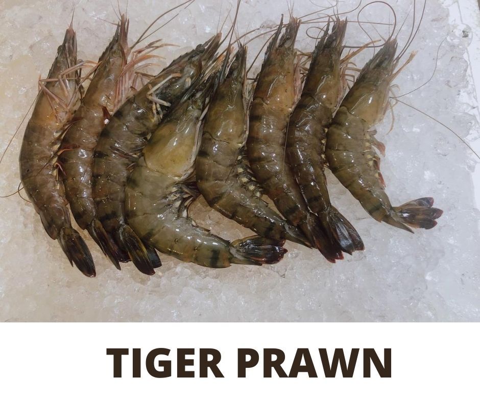 TIGER PRAWN _0