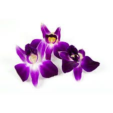 Loose Orchid_0