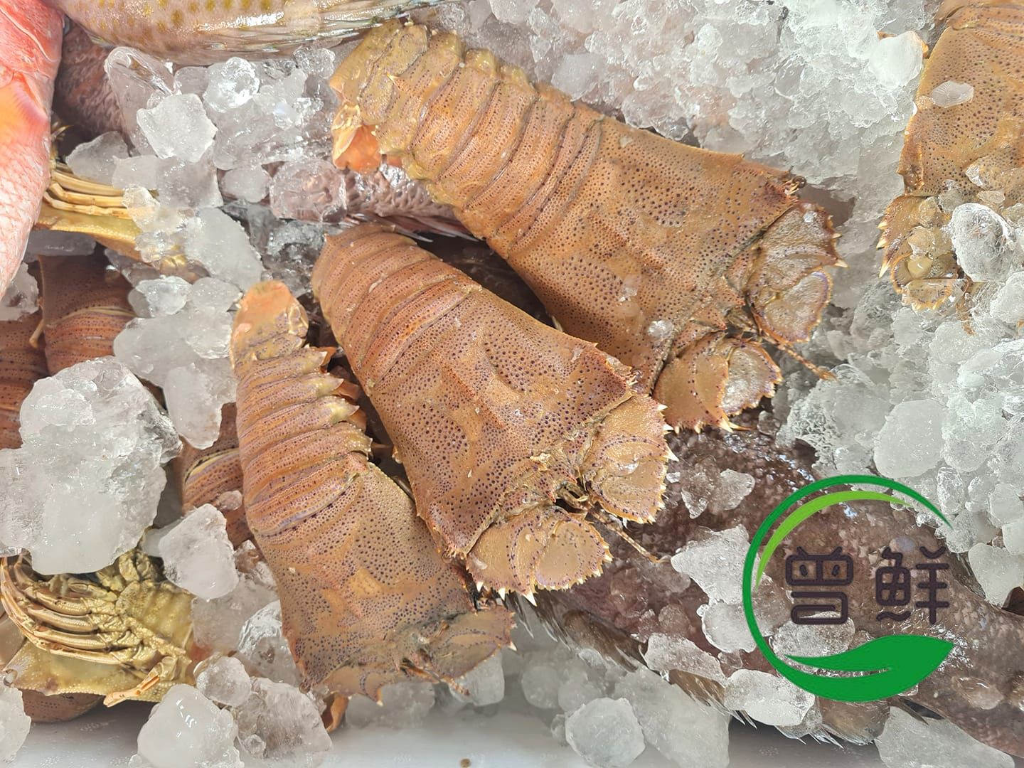 虾婆 Crayfish_0