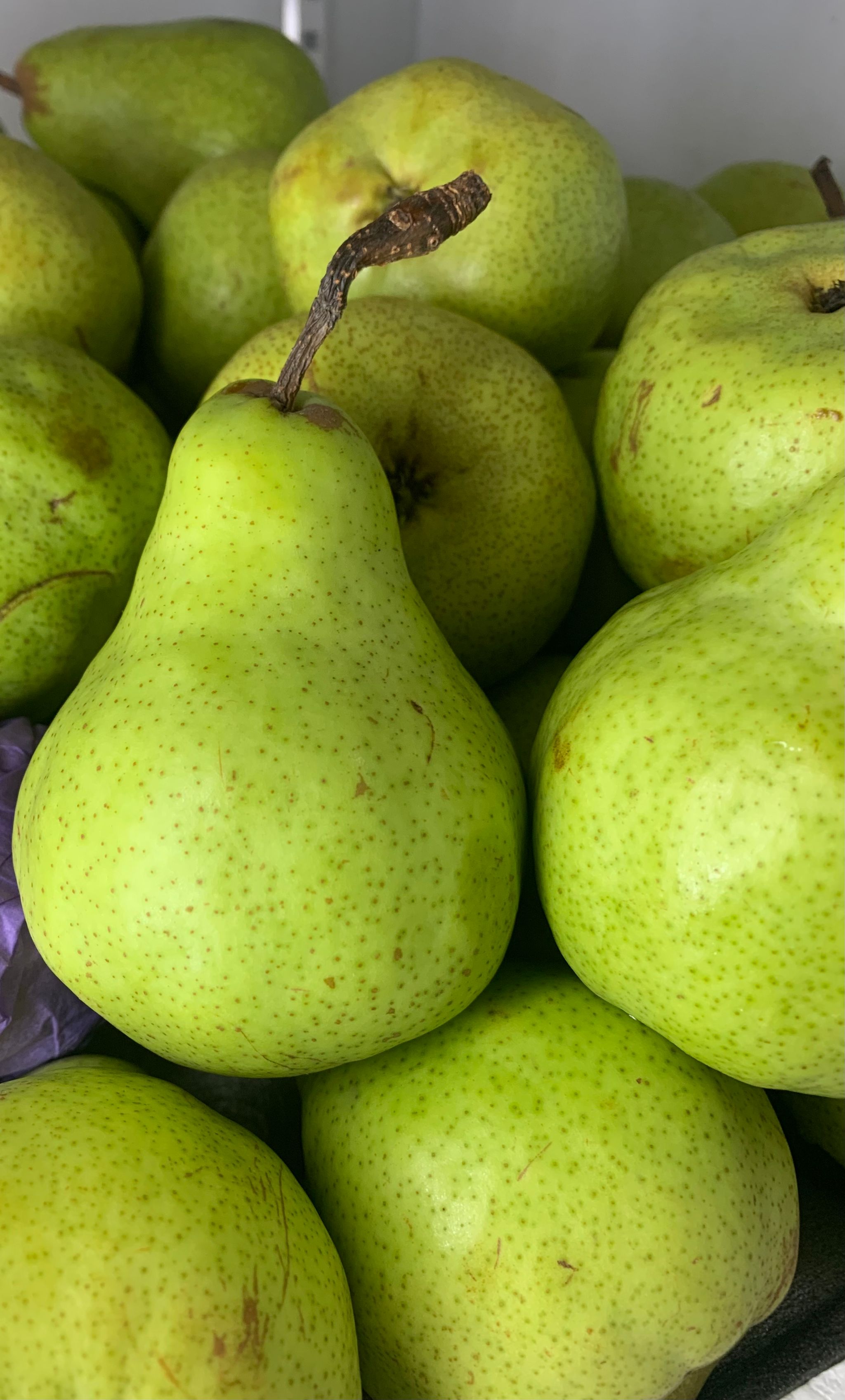 Australia Radevski Pears_0