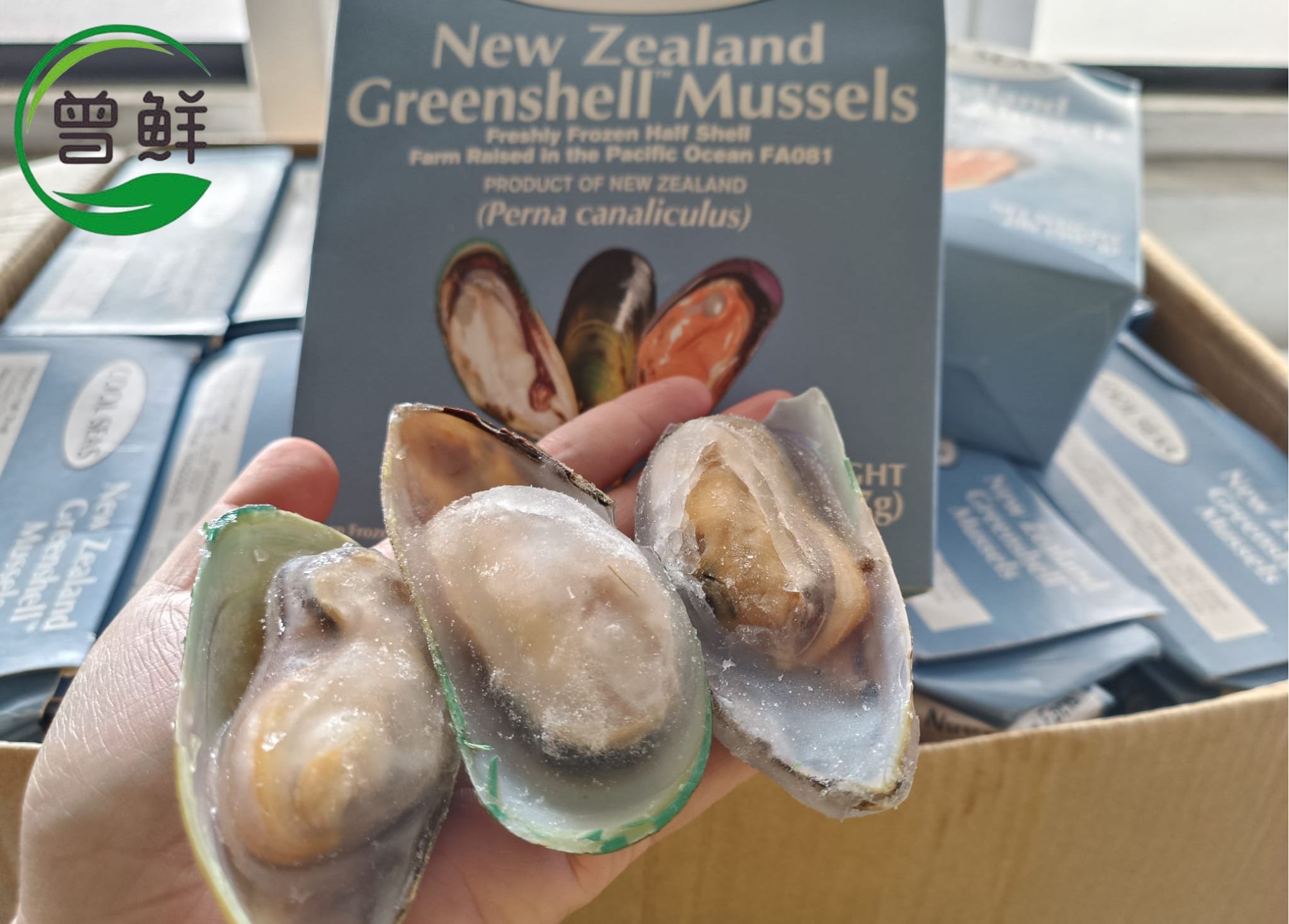 半壳青蚝 Greenshell Mussels_0