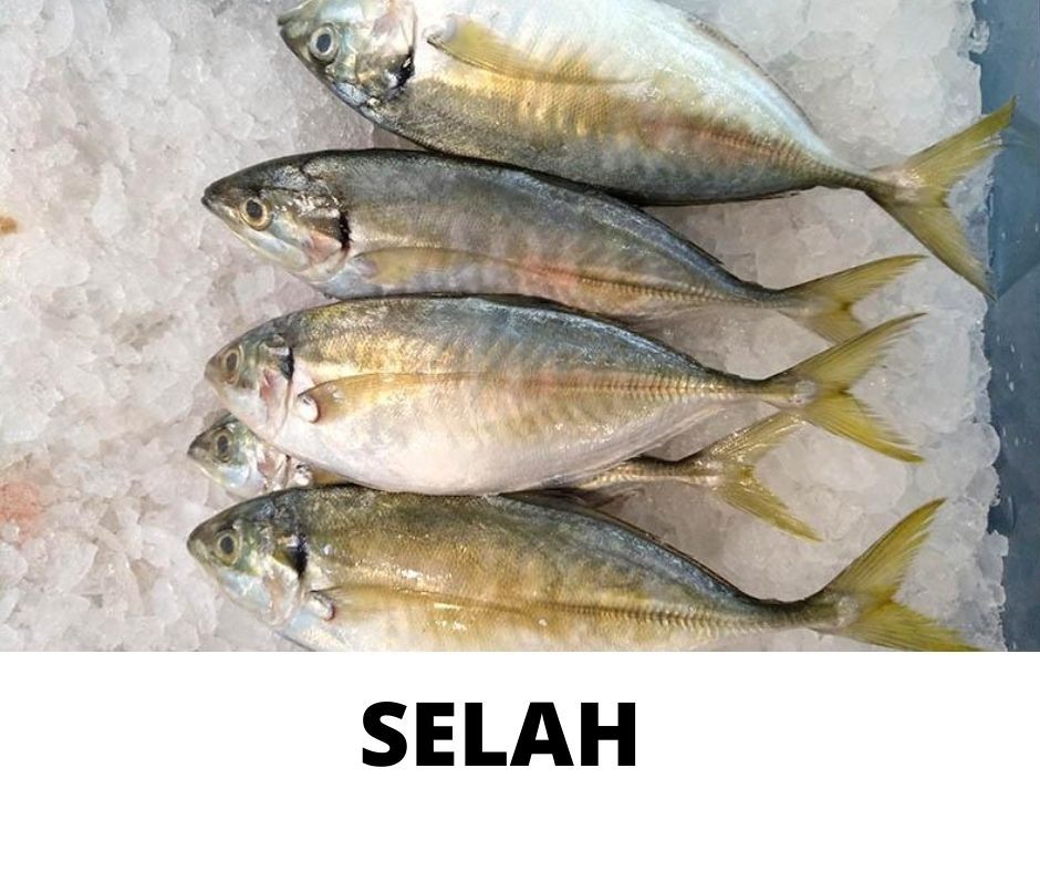 SELAH_0