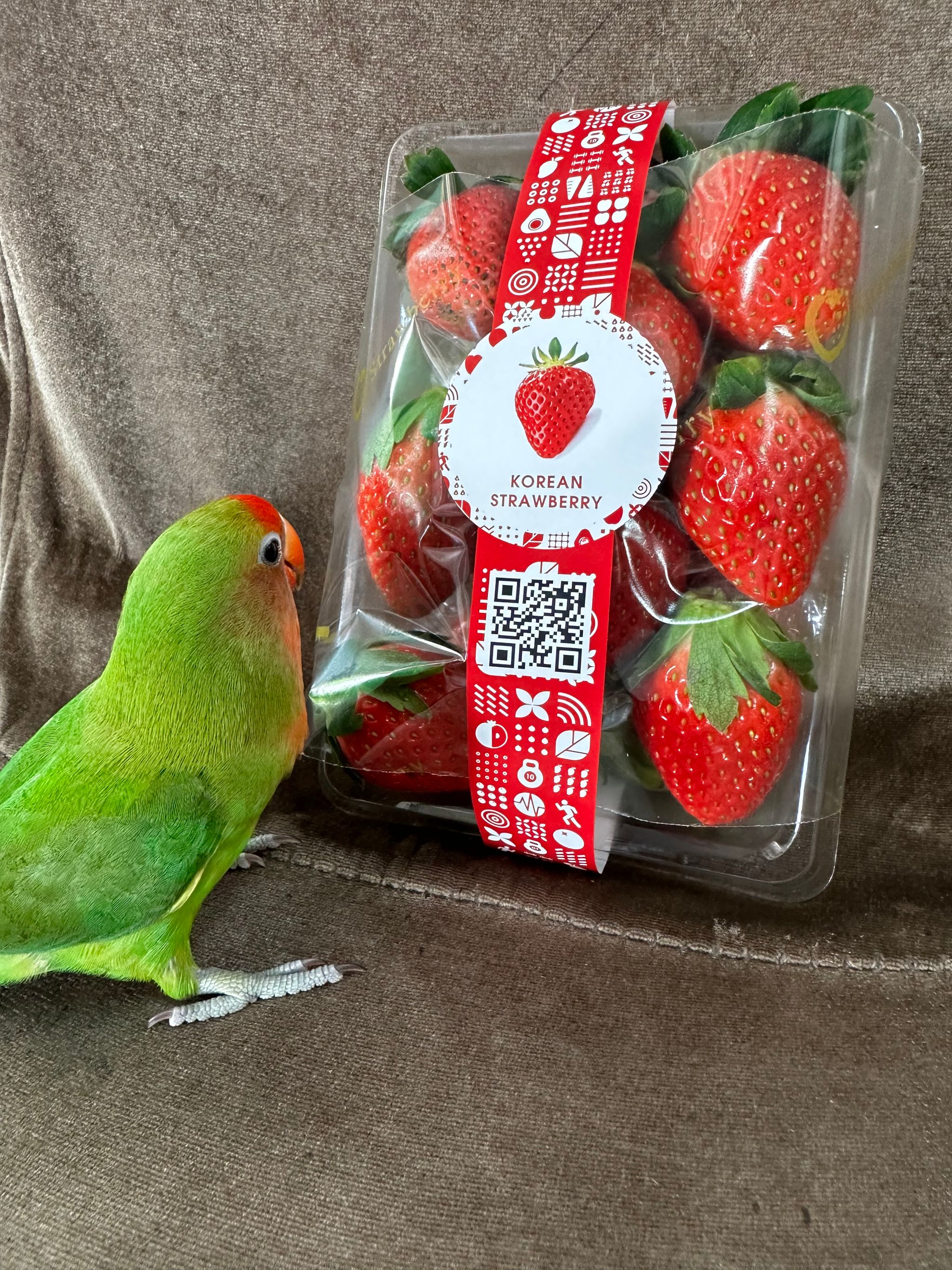 Premium Korean Strawberry O_0