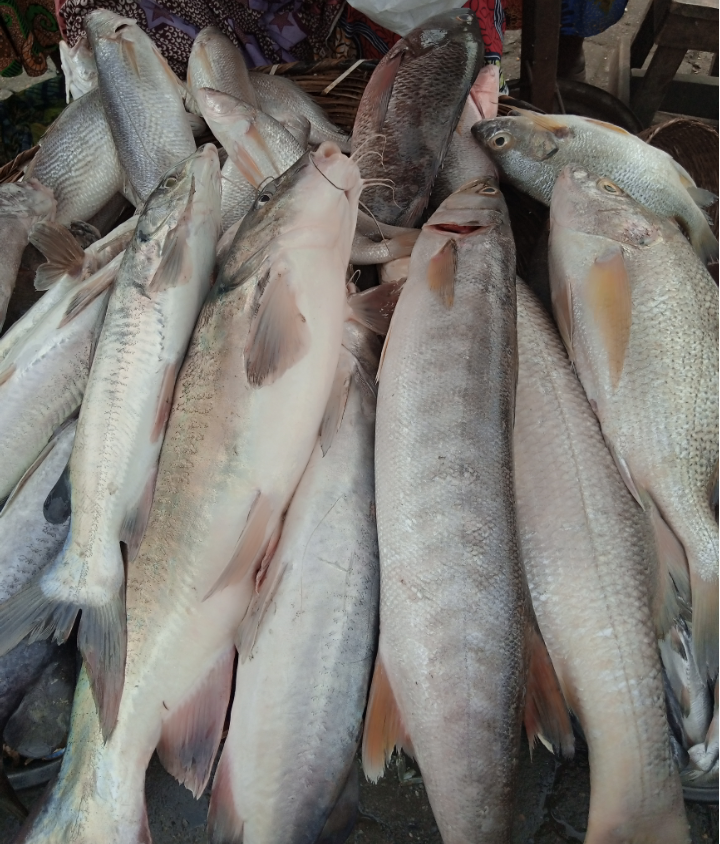 Fresh Fishes_0