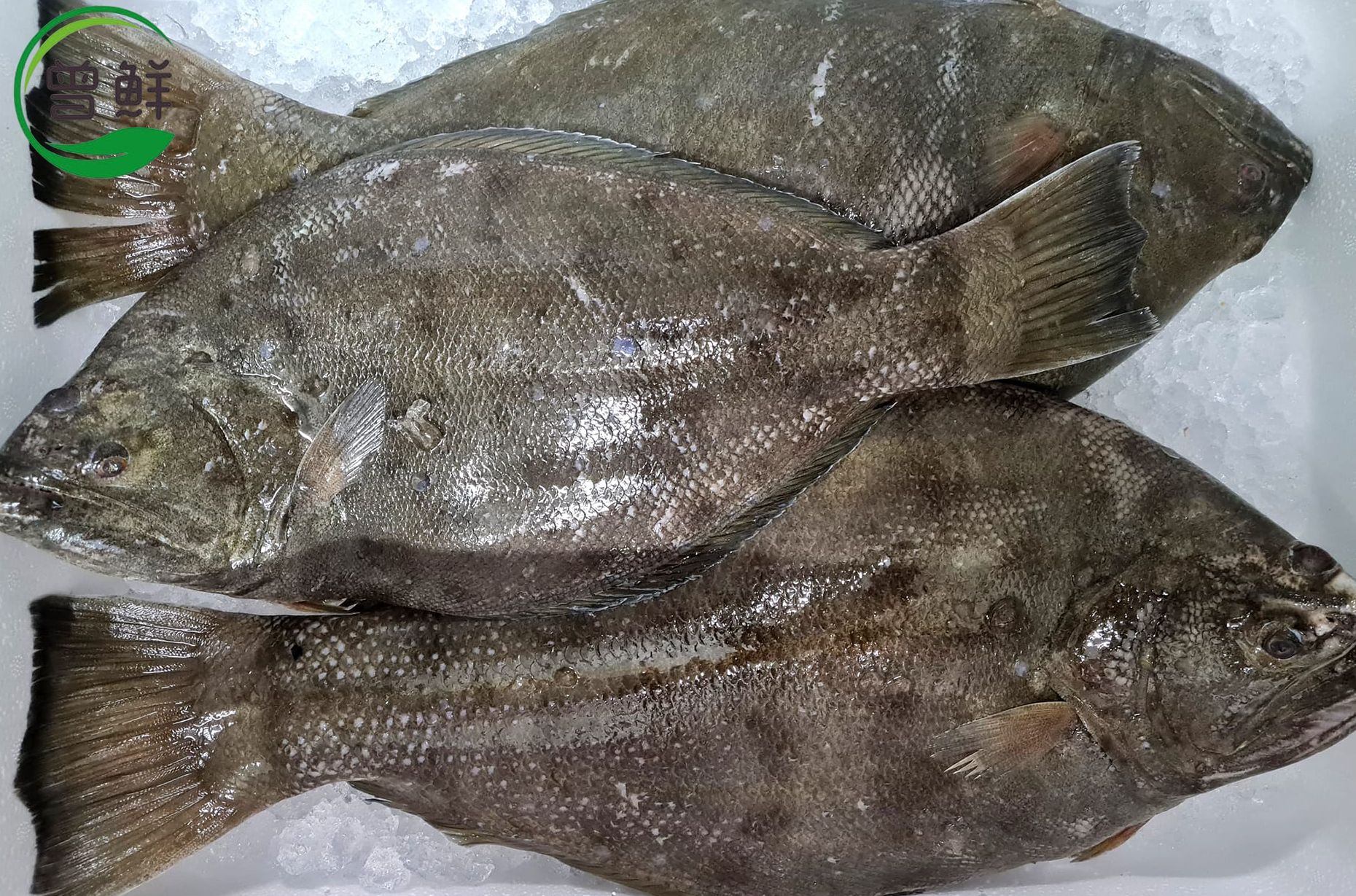 左口-比目鱼 Flounder Fish_0