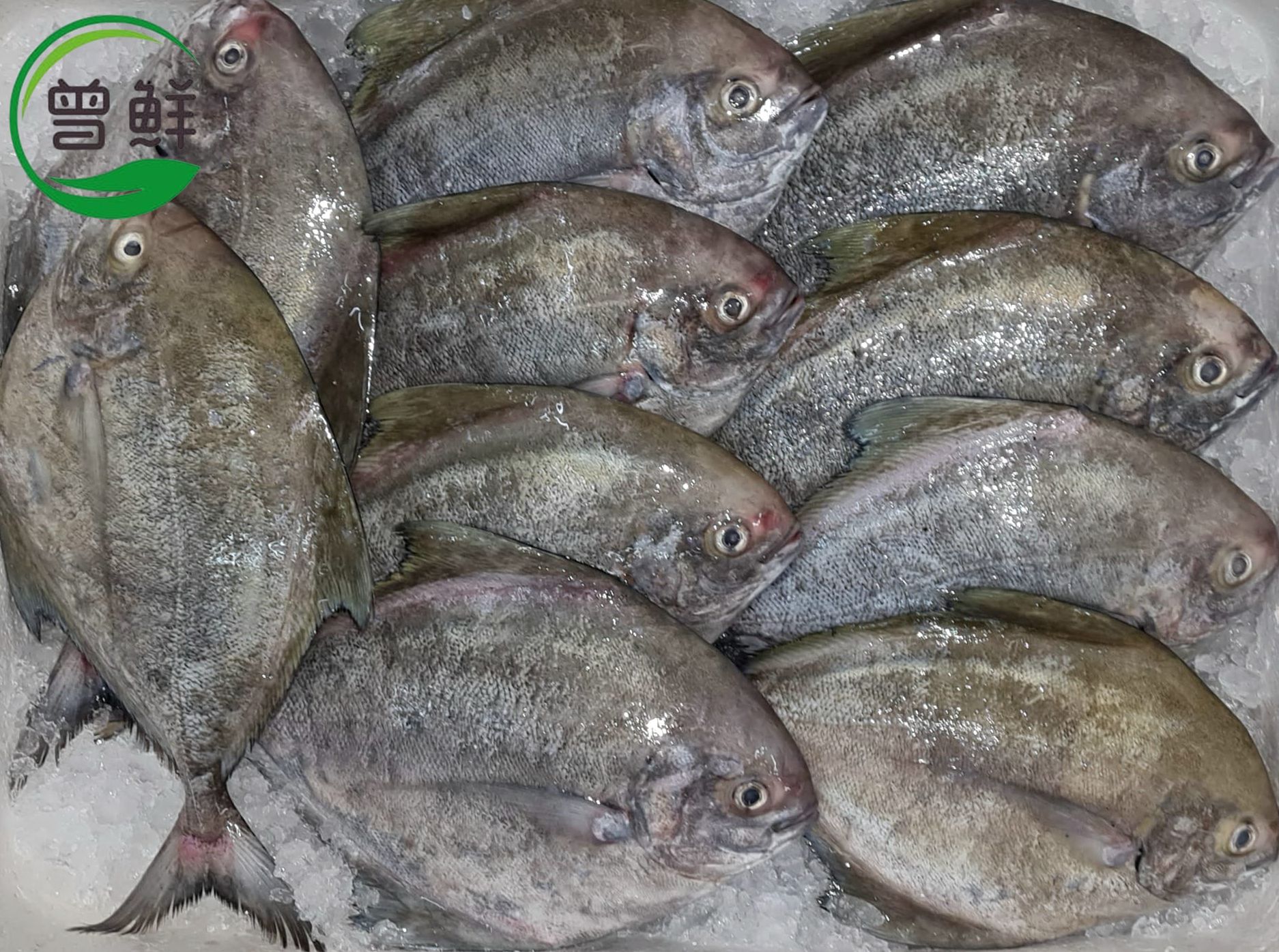 黑鲳 Black Pomfret_0