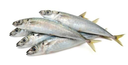 Ikan_5