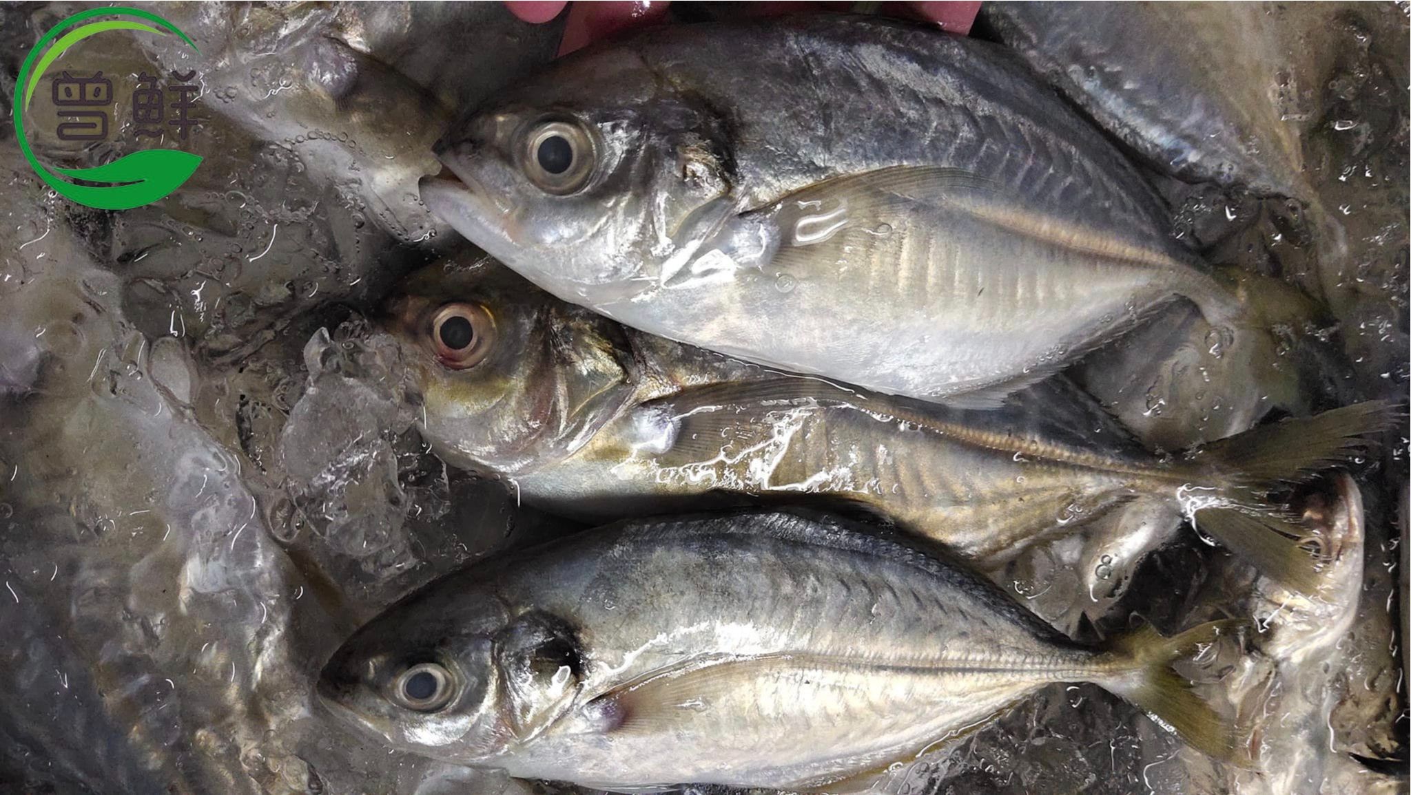 文冬鱼 Wild Mackerel_0
