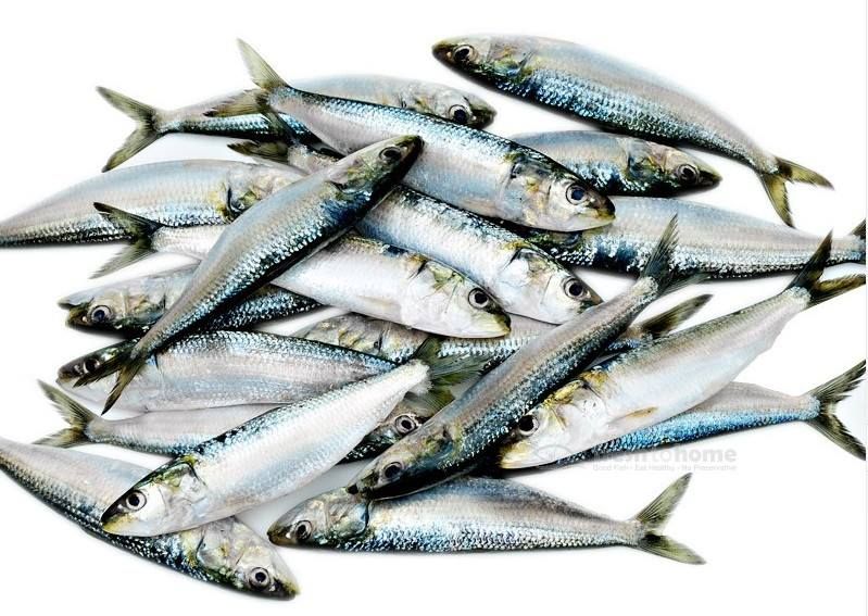 Sardine (Mathi)_0