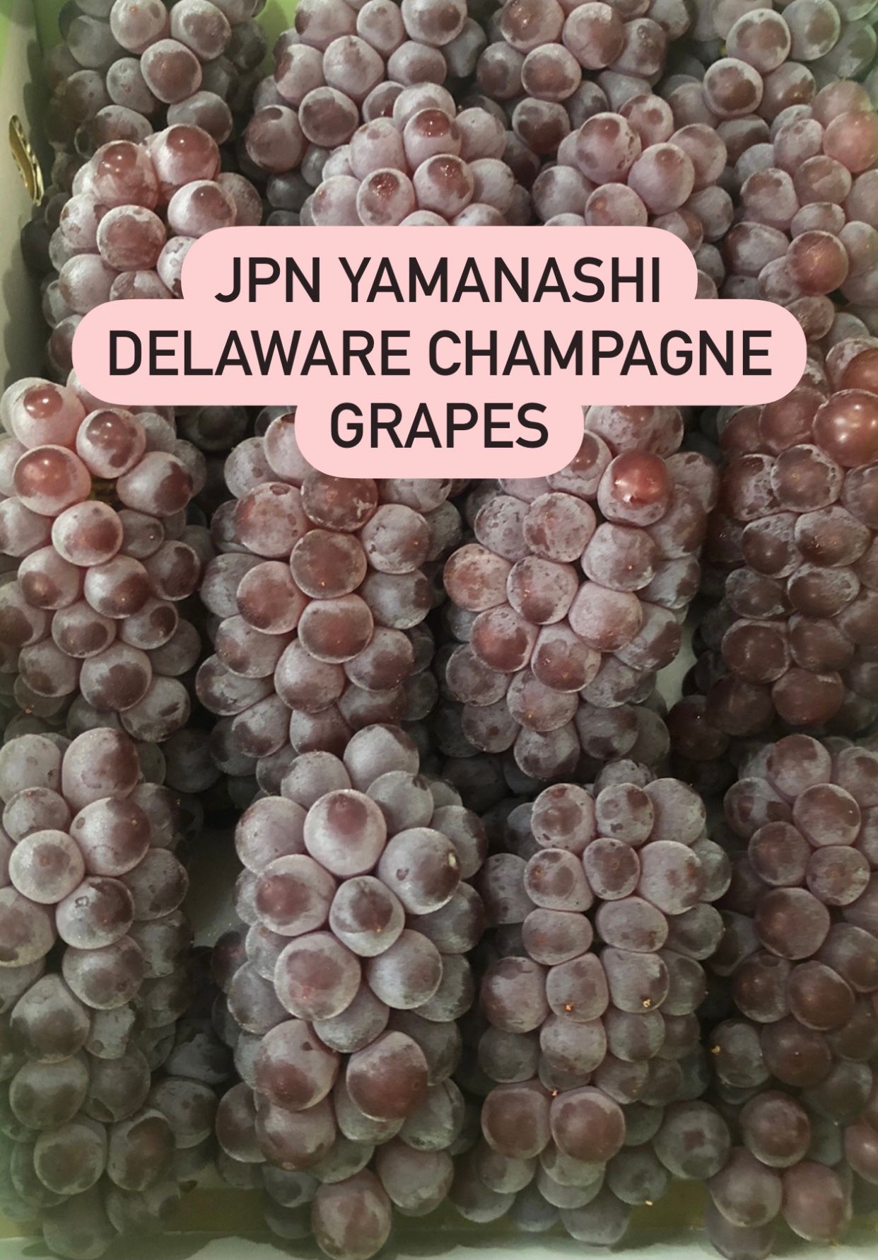 JPN DELAWARE CHAMPAGNE GRAPES_0