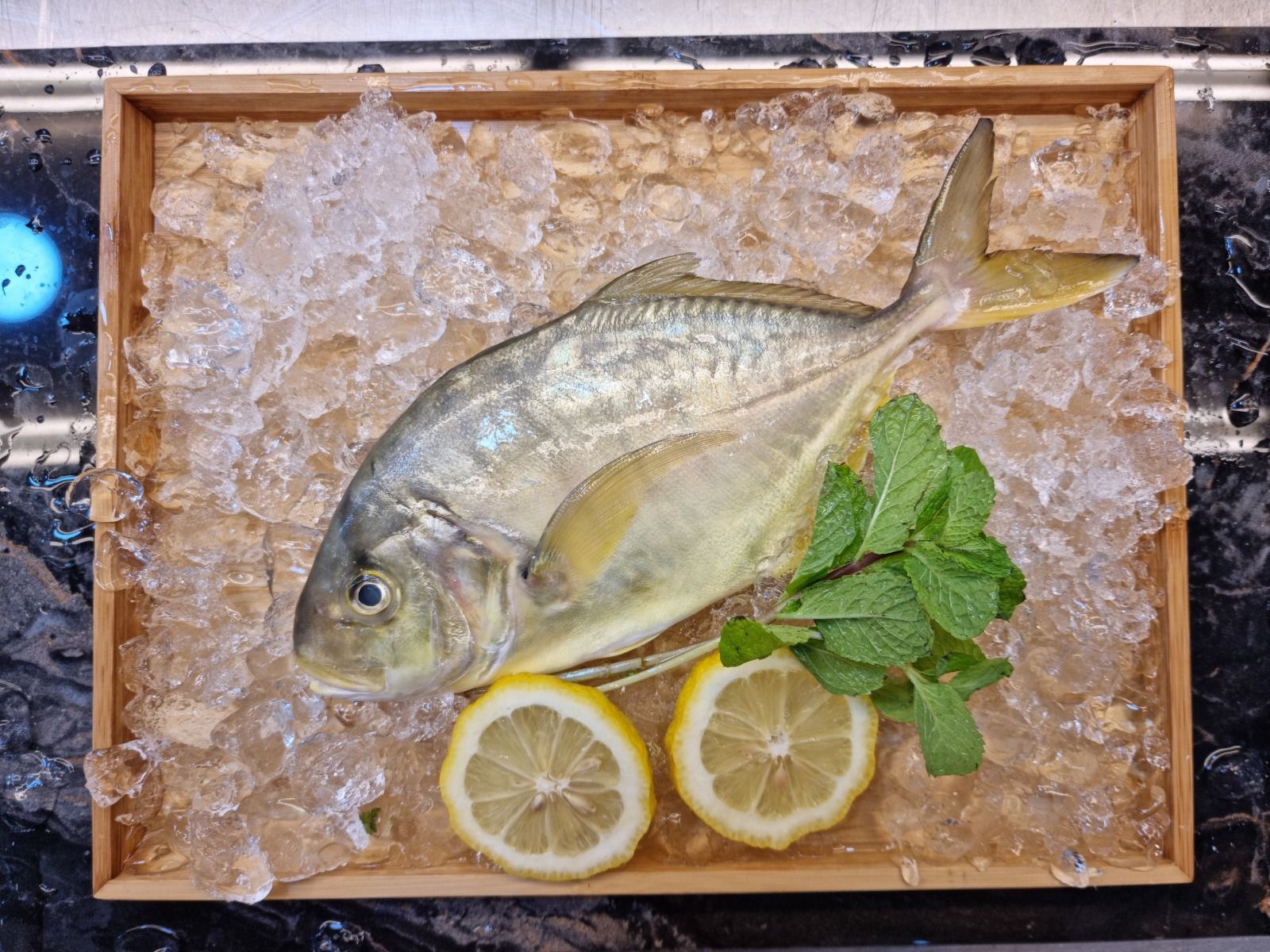 Golden Trevally 文兰_1