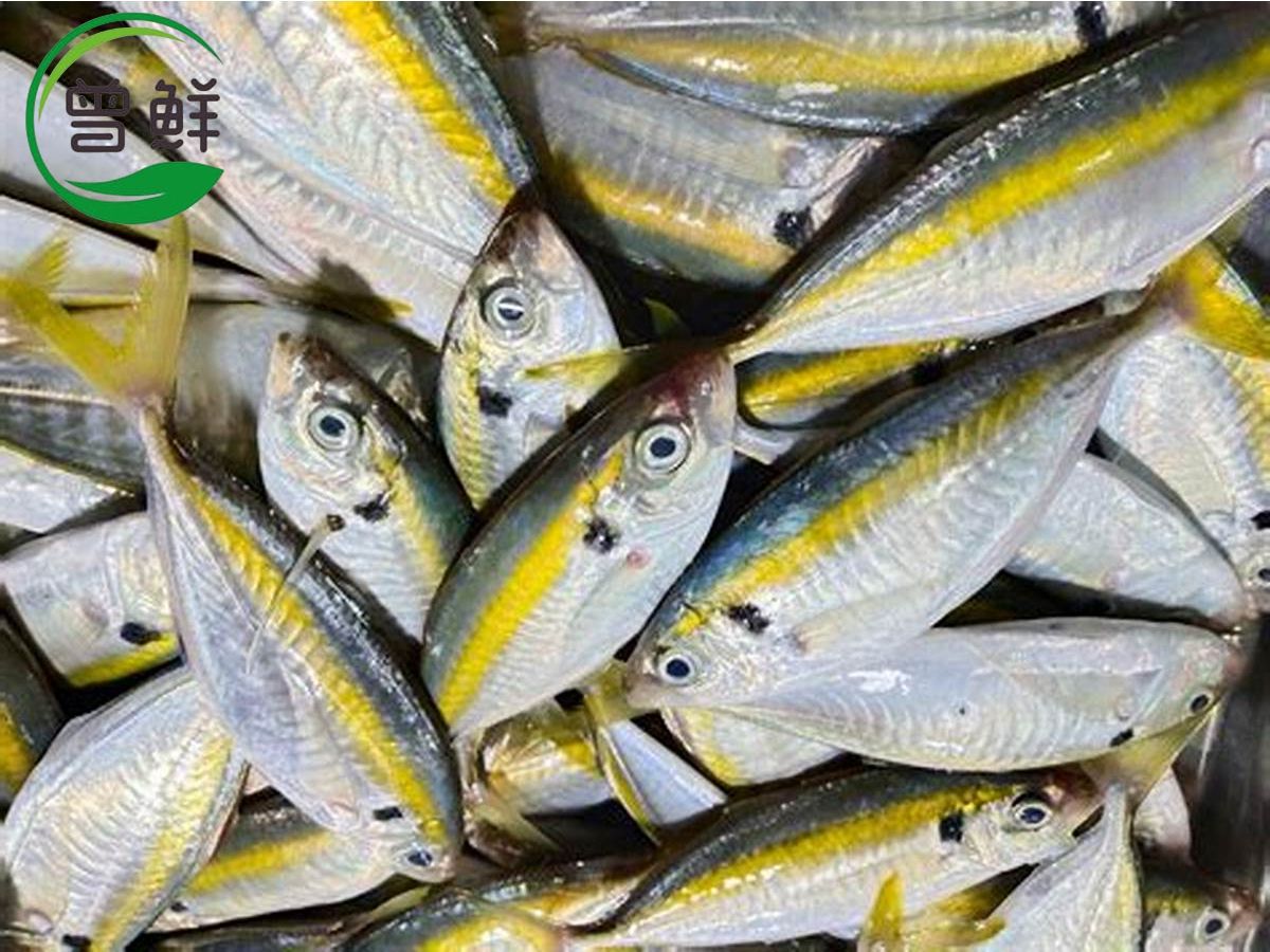 君令鱼 Yellowstripe Scad_0