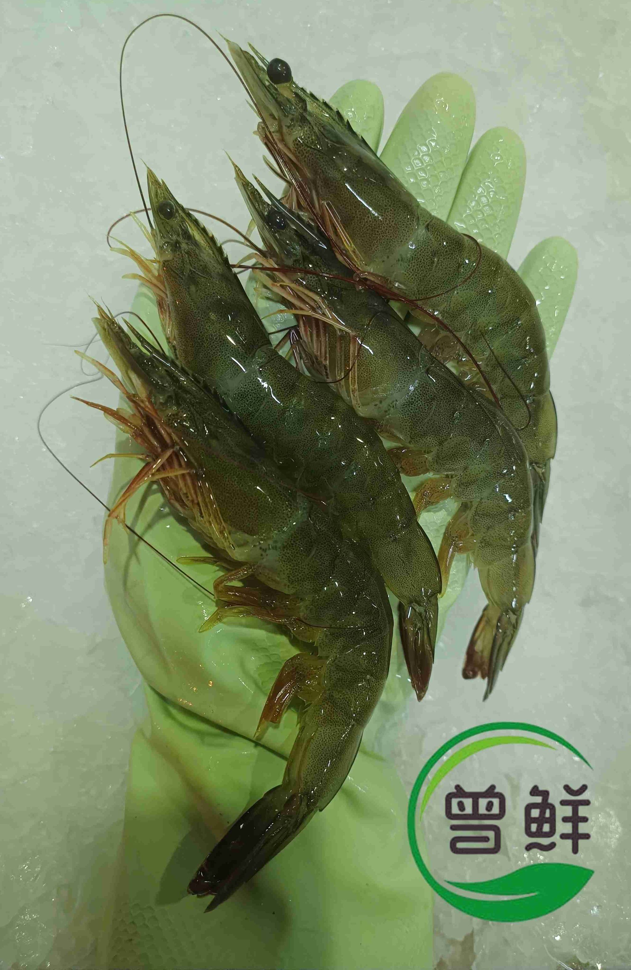 活虾 Live Prawn_0