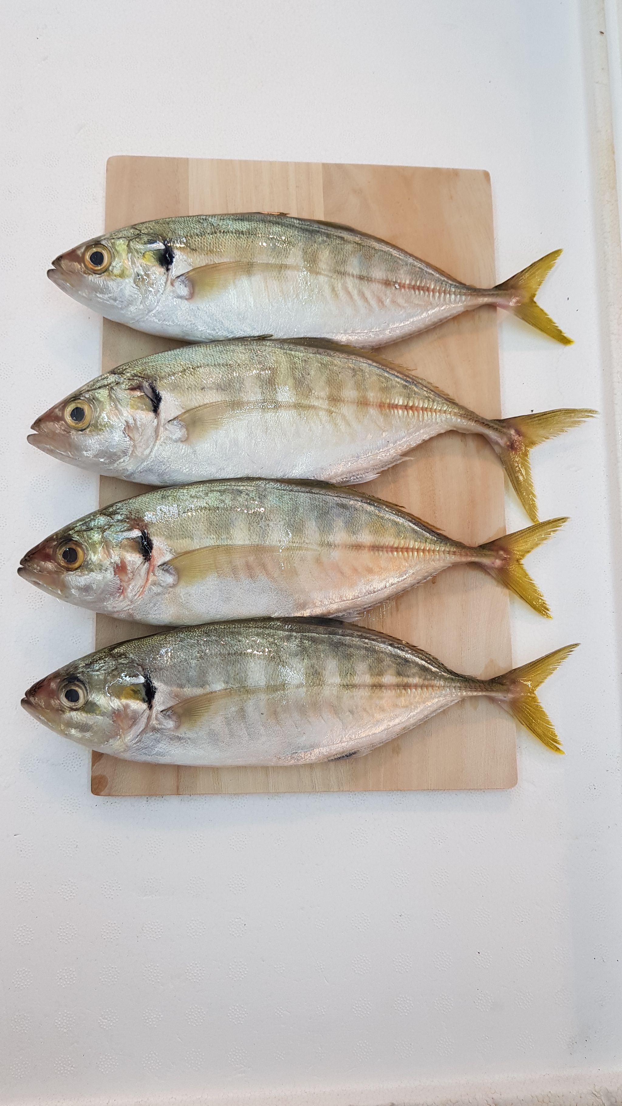 Yellowtail Scad Selar 色拉鱼_0