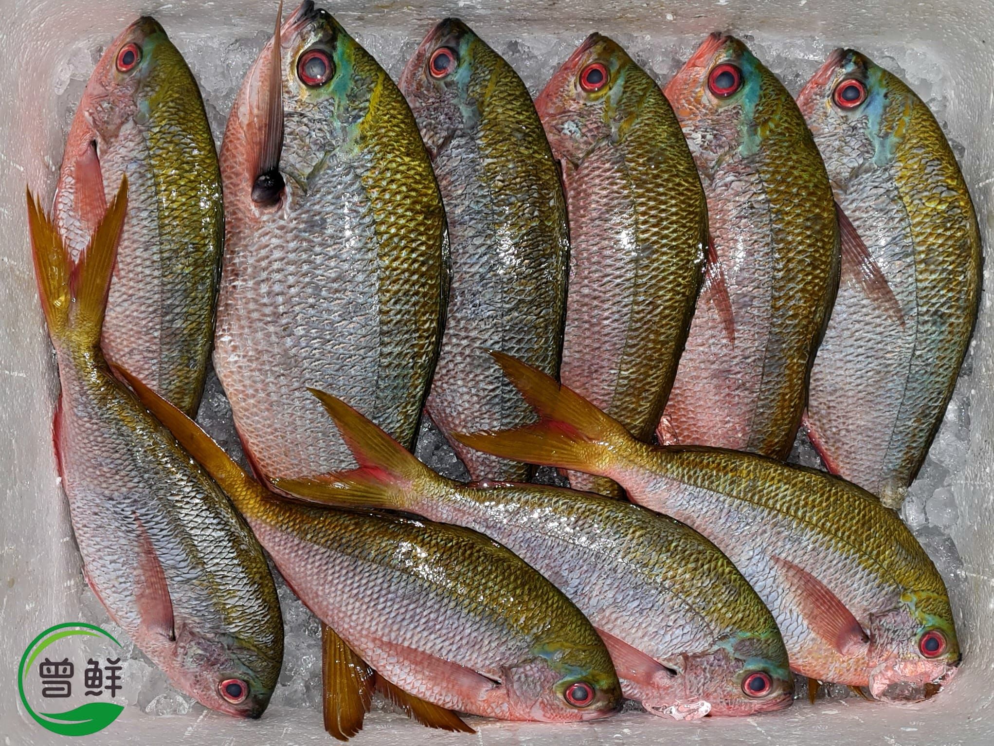 黄尾鱼 Yellowtail Fish_0