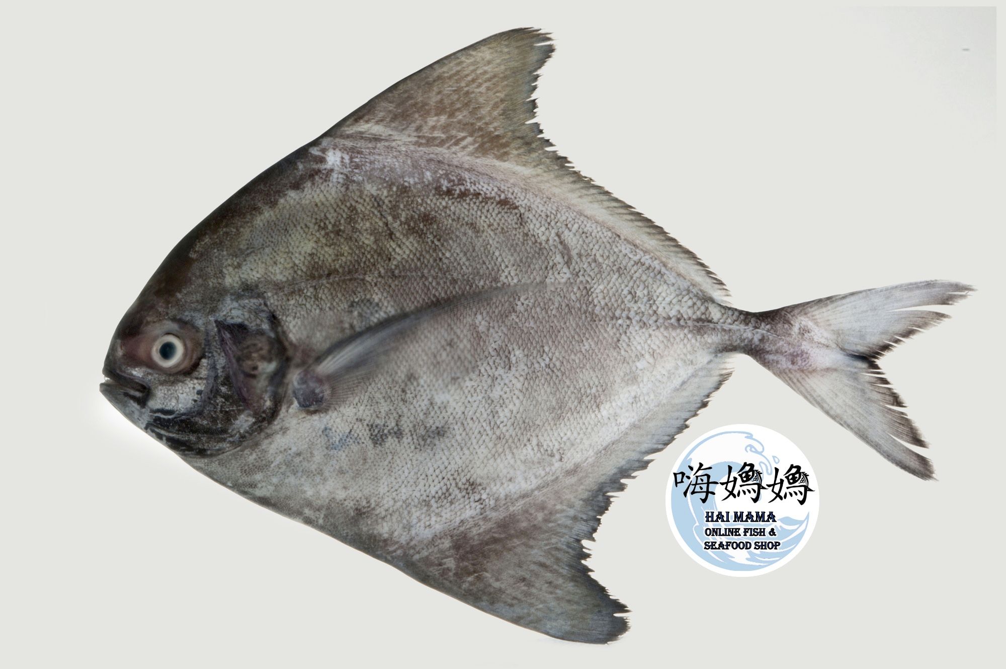 Black Pomfret/  黑昌_0