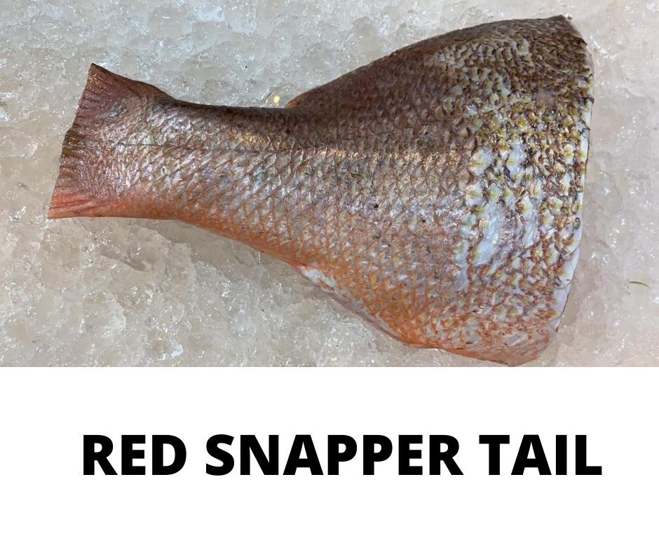 RED SNAPPER TAIL_0