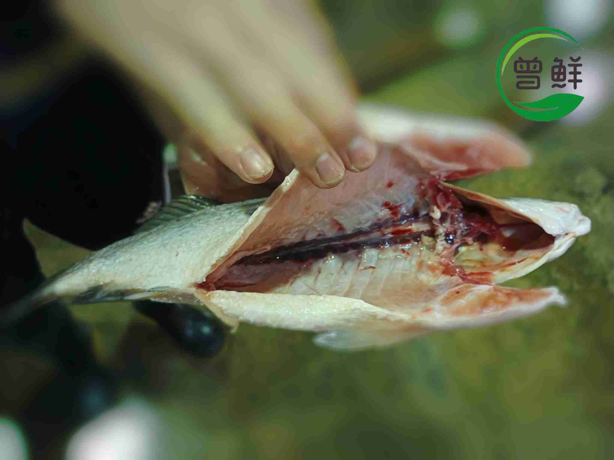 金目鲈 Seabass_1