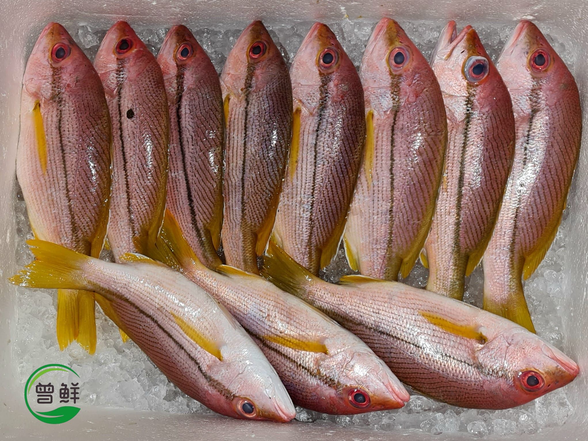 记鱼 Kee Fish_0