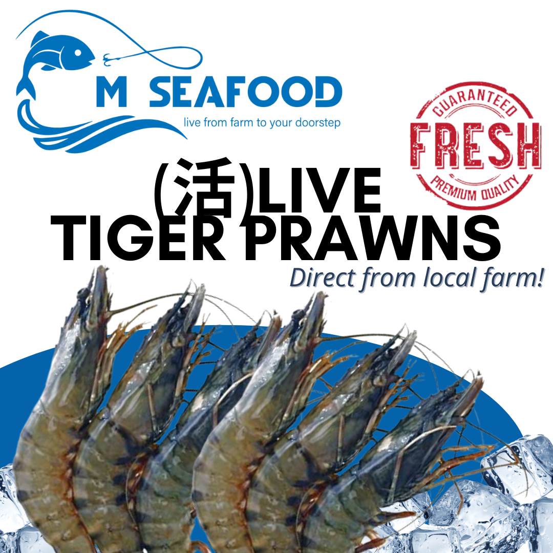  Live Tiger Prawn XL (老虎虾) _0