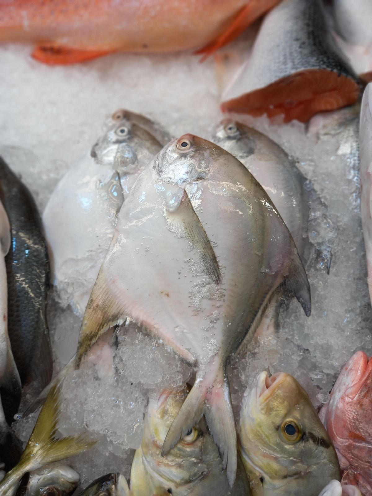 White Pomfret  白鲳 ( 350g to 400g )_1