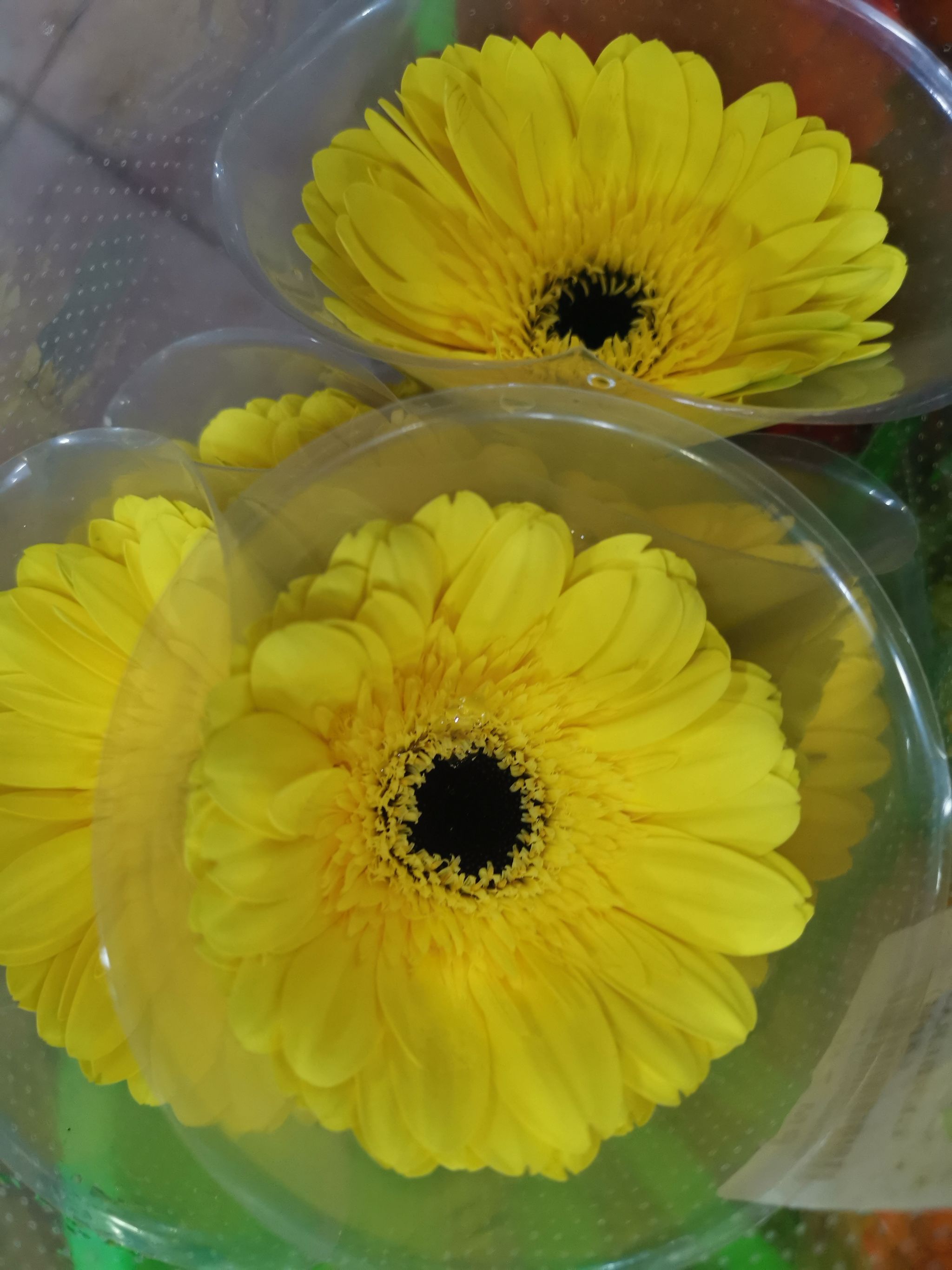 Gerbera daisy arrangements _1