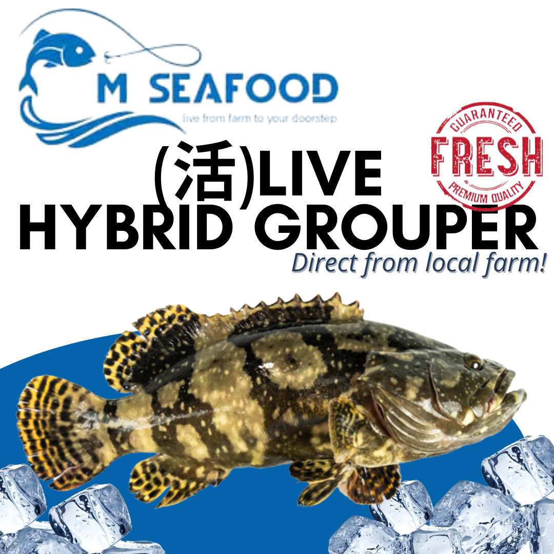  Live Hybrid Grouper (活龙虎斑) _0
