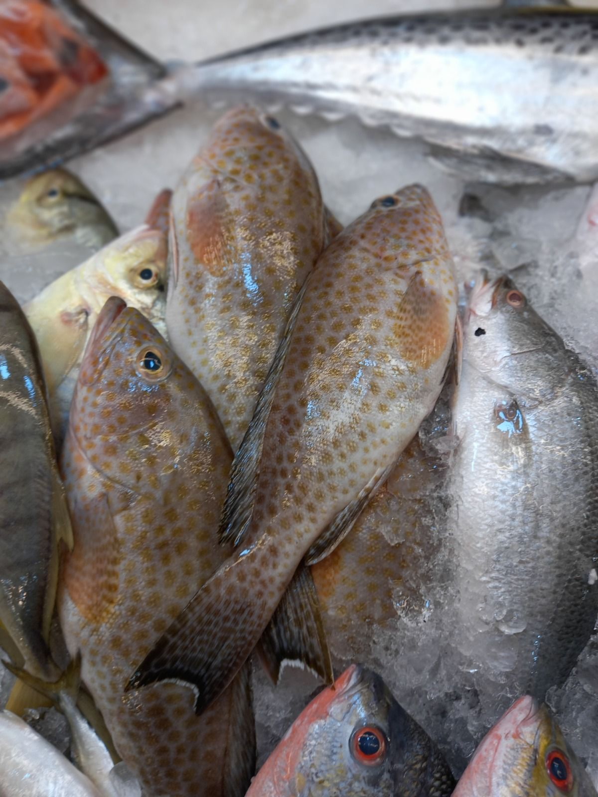 Wild Caught Flower Grouper 花斑 _0