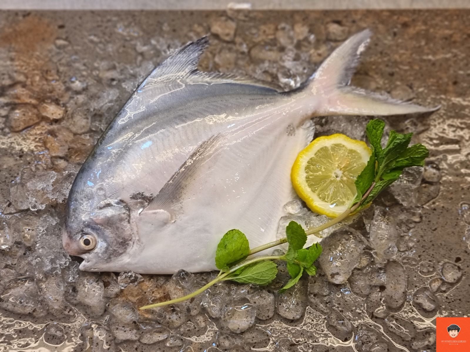 White Pomfret  白鲳 ( 350g to 400g )_0