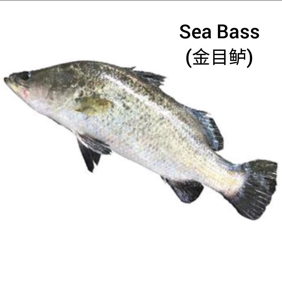 Sea Bass (金目鲈)_0