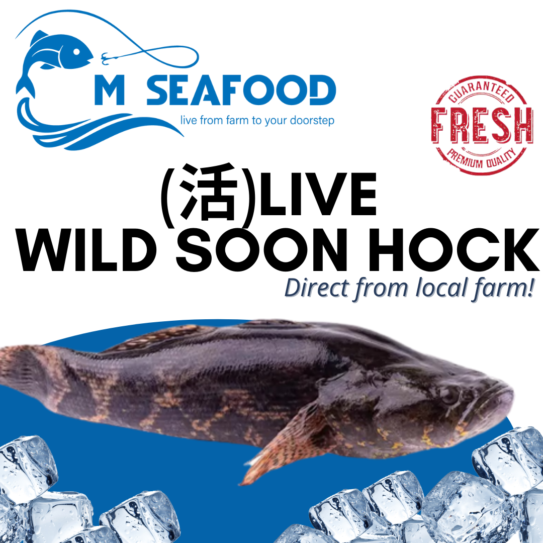 Wild Soon Hock (Marble Goby / 活笋壳鱼) _0
