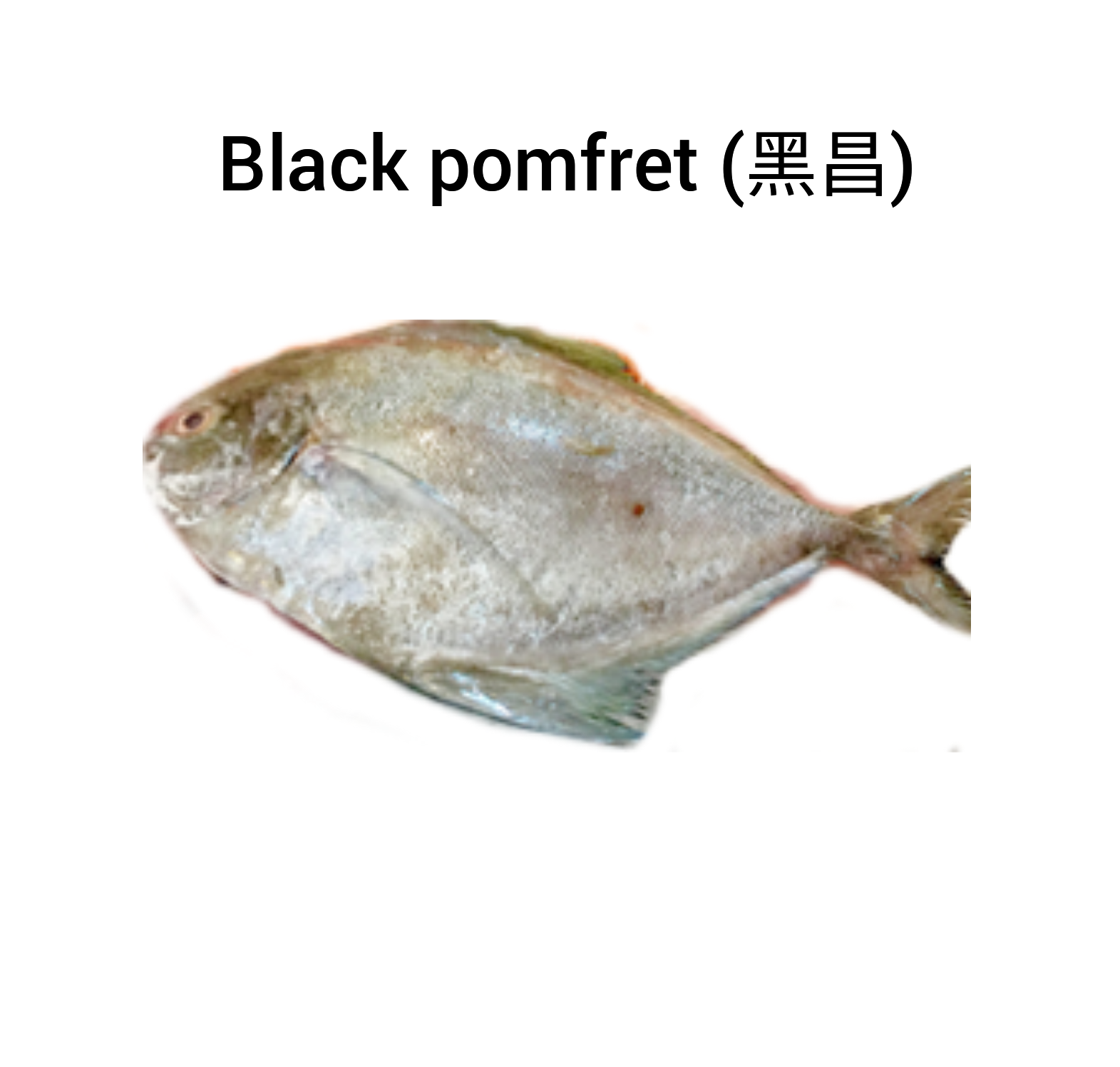 Black pomfret (黑昌)_0